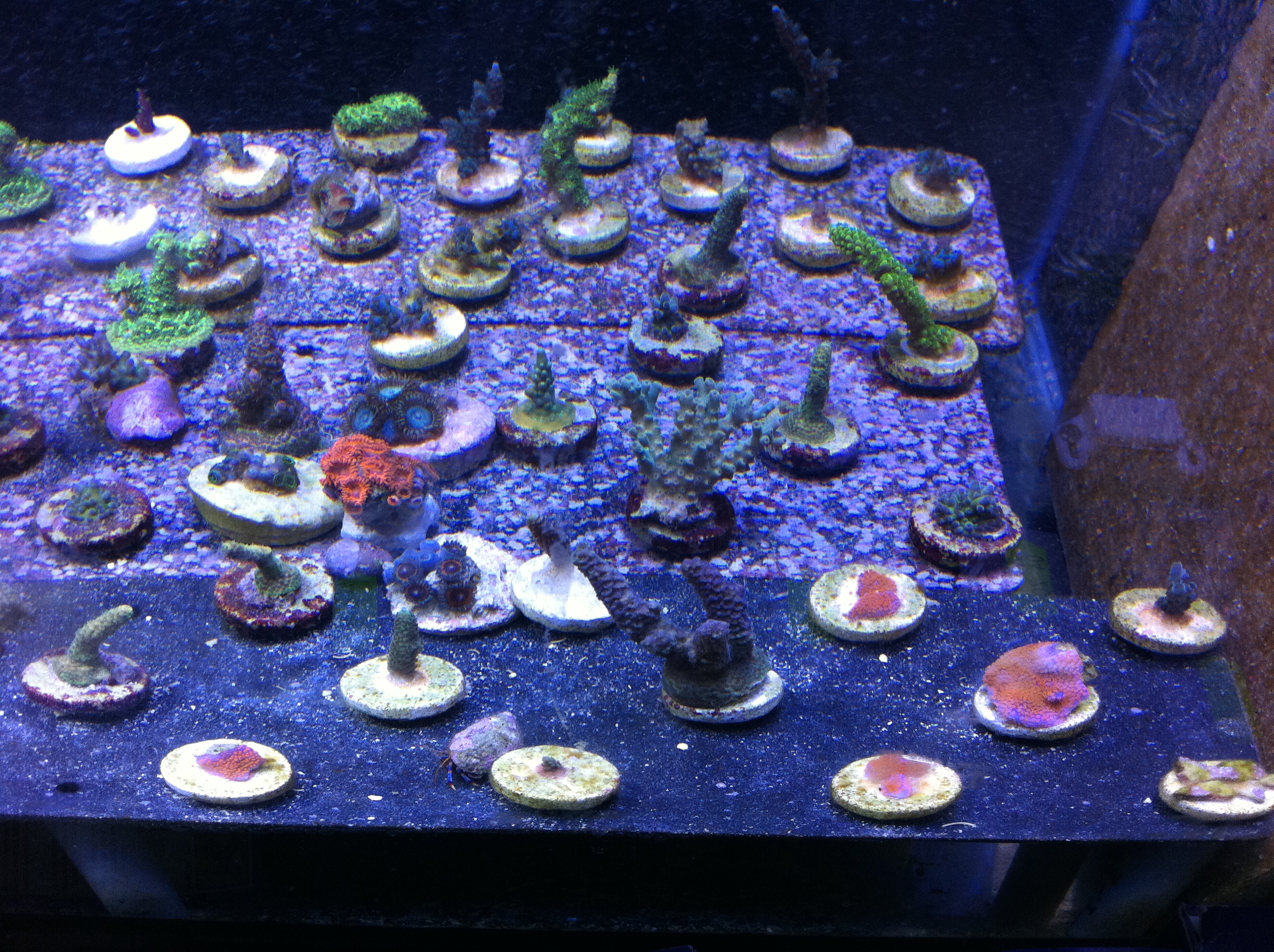 25 different kinds of zoas for sale Livestock Austin Reef Club
